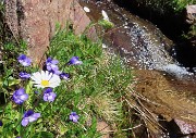 24 Pinguicula vulgaris con Leucanthemum